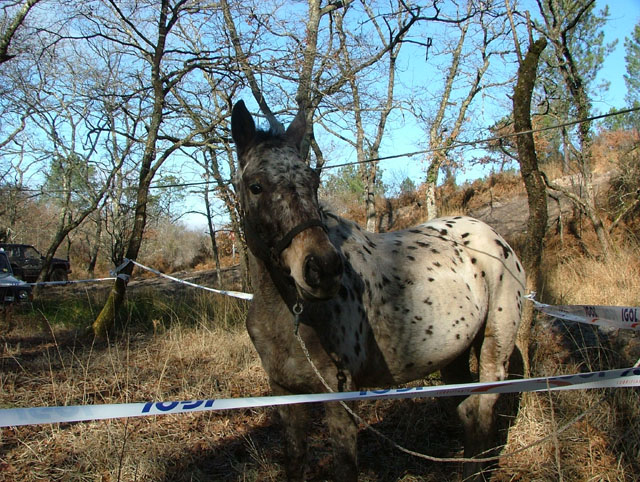 Pissos (168)